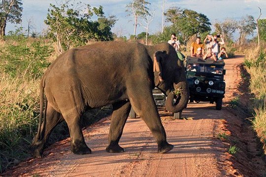 Udawalawe National park